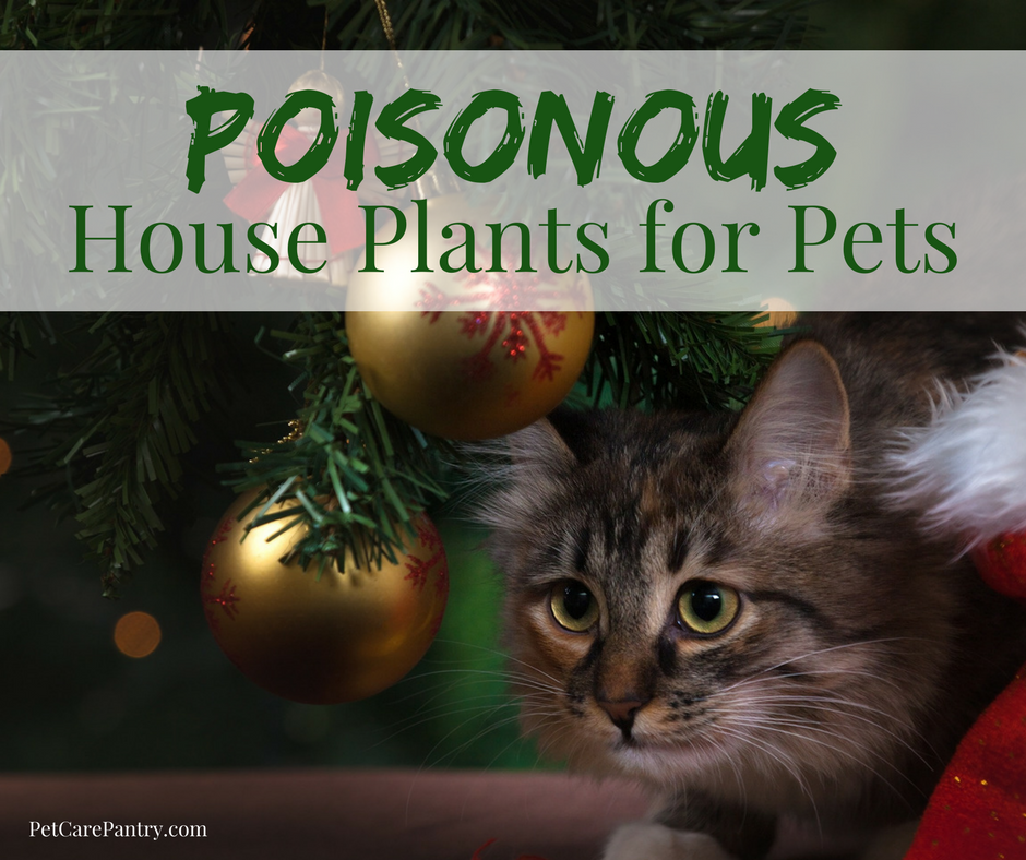 Poisonous House Plants for Pets