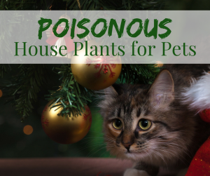 Poisonous House Plants for Pets