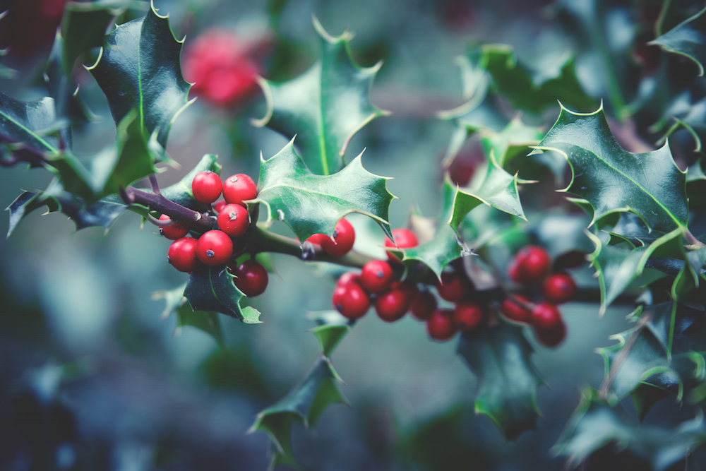Holly Is Poisonous House Plants for Pets